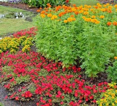 1 Oz African Marigold Seeds Annual 3 Ft Tall Fall Flowers Patio Gardening Fresh  - $23.50