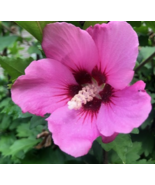 Rose Of Sharon PURPLE Flower with Red center Hibiscus Live Plant with Ro... - $23.38 CAD