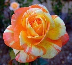 10 Orange White Rose Seeds Flower Bush Perennial Flowers Seed 103  - $8.29