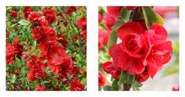 Scarlet Double Take Chaenomeles Storm - Flowering Quince - £44.80 GBP