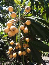 Loquat Japanese Plum Tree 2 Plants 4”+ Tall Live Plant Fruit - £11.82 GBP