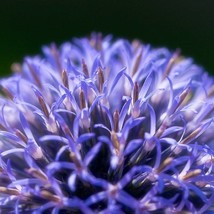 Echinops Bannaticus Blue Glow Seed New Fresh Seeds - £8.83 GBP