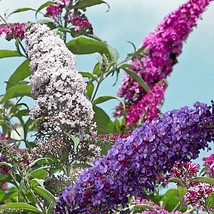 Butterfly Bush Mixed Colors 355 Seeds Buddleia Davidii Ly Scented Fresh ... - $13.69
