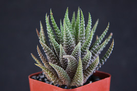Haworthia Fasciata attenuata rare succulent plant gasteria exotic cactus 2&quot; pot - £7.98 GBP