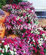 200  pcs/Bag Hybrida Color Petunia Hanging Charming Bonsai Potted Ornamental Flo - £5.98 GBP
