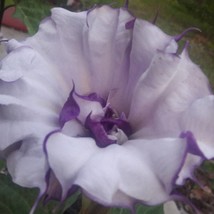 USA Seller Datura Metel Double Purple Seed Free Shipping - £12.91 GBP