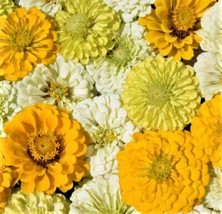 Thjar Lemon Meringue Zinnia Seeds 100+ Seeds NON-GMO Buy 4 Get Free Shipping - £3.96 GBP