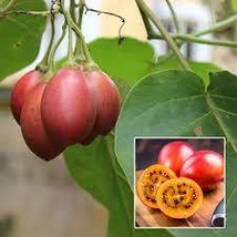 50 Cyphomandra betacea Seeds,   Tomato Tree Seeds, Tamarillo Seeds ,  - $6.00