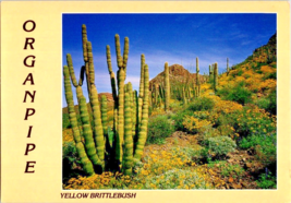 Postcard Arizona Flowering Yellow Brittlebush Organ Pipe Cactus NP 6 x 4... - $4.95