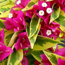 USA SELLER Pink Pixie Queen Bougainvillea Small Well Rooted Starter Plant Solid  - $43.98