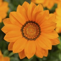 Gazania Seeds Big Kiss Orange 50 Flower Seeds Garden USA - £11.28 GBP