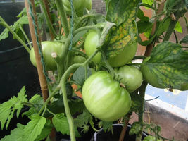 50 Seeds Subarctic Plenty Tomato Vegetable Garden - $9.70
