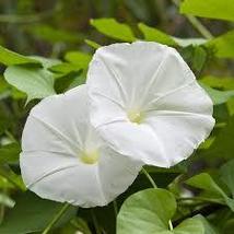 WHITE MORNING GLORY SEEDS Ipomea alba 10 Seeds for Planting  - $17.00