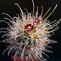 Sclerocactus wrightii @ rare cacti exotic cactus collection agave seed 50 SEEDS - £9.76 GBP