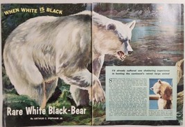 1961 Magazine Picture Rare White Black-Bear Illustrated by John Floherty... - $18.58