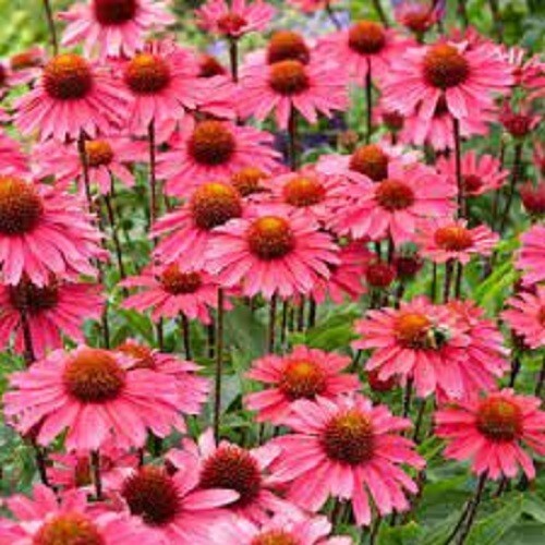 50 Sensation Pink Coneflower Seeds Echinacea Perennial Flowers Flower Fr... - $9.98