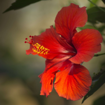 Deep Red Hibiscus 20 PCS Seeds - $8.44