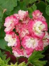 10 Seeds Geranium Fire Red-To-White-To-Light Green Big Blooms Bonsai Flowers Gar - £5.66 GBP