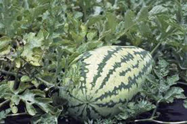 WATERMELON SEED, JUBILEE , HEIRLOOM, ORGANIC 100 SEEDS, LARGE, SWEET N DELICIOUS - £3.13 GBP