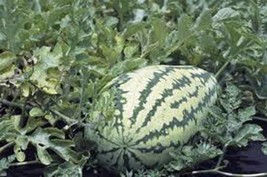 WATERMELON SEED, JUBILEE , HEIRLOOM, ORGANIC 100 SEEDS, LARGE, SWEET N D... - $3.99