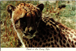 Cheetah at Lion County Safari Texas Vintage Postcard Unposted - £5.28 GBP