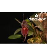LEPANTHES TOMAS BAJZA SMALL ORCHID CROSS MOUNTED - $55.25