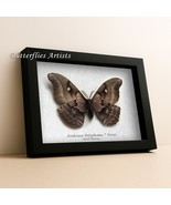 Silk Moth Purplish Eyespot Antheraea Polyphemus Entomology Collectible S... - $107.29 CAD