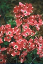 5 SEEDS RED PYGMY DOGWOOD RAPID HEIRLOOM GROWTH PERFECT FOR LANDSCAPING - $8.35