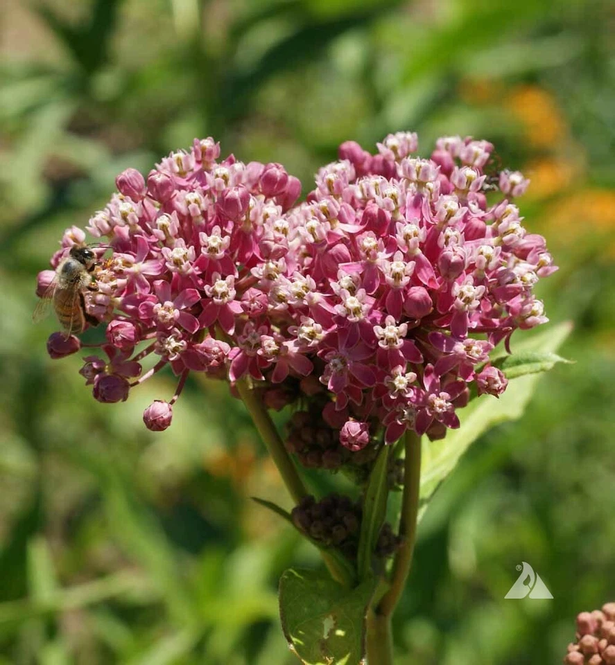 Milkweed &#39;Swamp Rose&#39; (Asclepias incarnata) – 50 Perennial Seeds - $154.75 MXN
