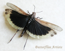 Real Black-winged Dissosteira Carolina Grasshopper Framed Entomology Sha... - $59.00