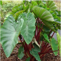 Best Hawaiian Punch Elephant Ear / Colocasia / Live Plant - £24.55 GBP