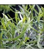 Tarragon (Artemisia dracunculoides) - 300 Seeds - $7.50