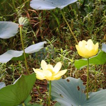 Fragrant American Lotus 3 Seeds for Planting | Large Flowers | Decorativ... - $17.00