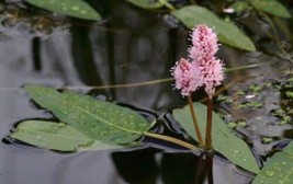 Polygonum amphibium Water Smartweed Fresh Collected Native Bareroot  - £30.56 GBP