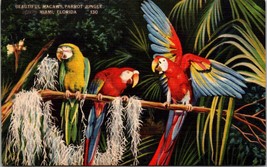 Beautiful Macaws Parrot Jungle Miami FL Postcard PC78 - £3.98 GBP