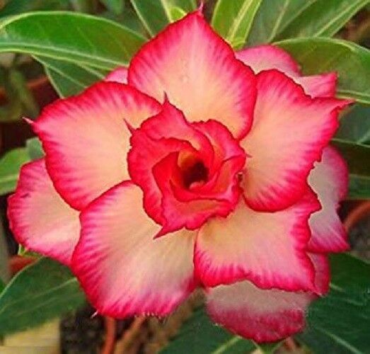 4 Yellow Red Desert Rose Seeds Adenium Obesum Flower Perennial Seed Flow... - $10.98