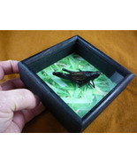 BUG-4 South Eastern Lubber Grasshopper real insect specimen - €22,72 EUR