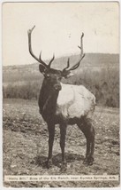 Vintage Eureka Springs AR Postcard Elk Ranch Bill the Boss Animal Antlers - £2.39 GBP