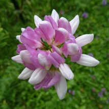 200 SEEDS CROWN VETCH FAST PLANT HEIRLOOM SEEDS GARDEN FLOURISH - £8.62 GBP