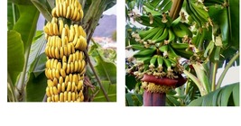 Live Banana Plant Dwarf Kokopo &#39;Patupi&#39; - Musa acuminata - Garden - £43.39 GBP