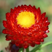 100 Red Fire Ball Strawflower Helichrysum Monstrosum Flower Seeds Fresh Seeds - $14.90