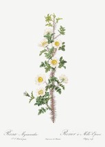 Scotch Rose - Rose Tree With a Thousand Thorns - 1800&#39;s - Pierre Joseph ... - £9.60 GBP