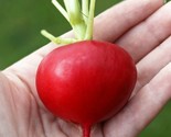 100 German Giant Radish Seeds Fast Shipping - $8.99