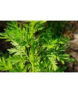 Sweet Wormwood, Sweet Annie, Artemisia annua 100 seeds (F 004) - £1.98 GBP