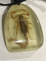 Insect Necklace Golden Scorpion Specimen - £19.18 GBP