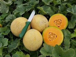 Usa Seller Sugar Rush Cantaloupe Seeds Fresh New - £15.41 GBP