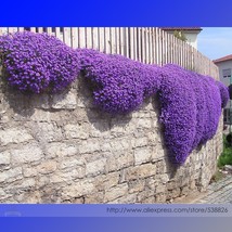 Cascade Purple Aubrieta Flower Seeds 250 Seeds 1 Pack Groud Cover Deer Resistant - £7.09 GBP