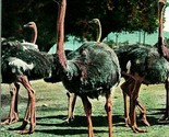 Pasadena California CA Cawson Ostrich Farm Ostriches UNP 1910s Postcard ... - $3.91