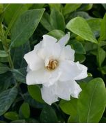 Frost Proof Gardenia Live Plant - Great Fragrance - Evergreen 7 to 10&quot; tall - £16.51 GBP