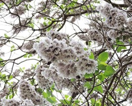 Paulownia Fortunei (Fortune Tree) 200 seeds - £1.57 GBP